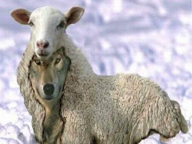 Lobo con piel de cordero