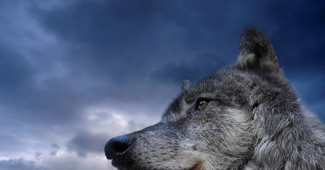 lykos pinakio.blogspot (1)