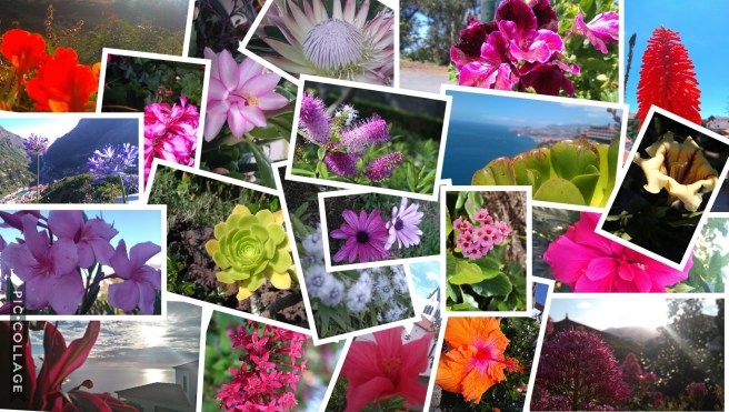 Collage Flores